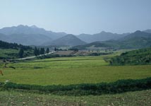 Reisfelder bei Sariwon auf dem Wege nach Haeju